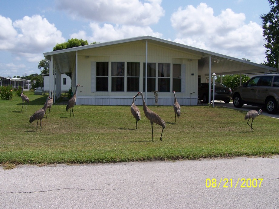 Lake Wales, FL: Sand Cranes at Crocked Lake Park Lake Wales Florida