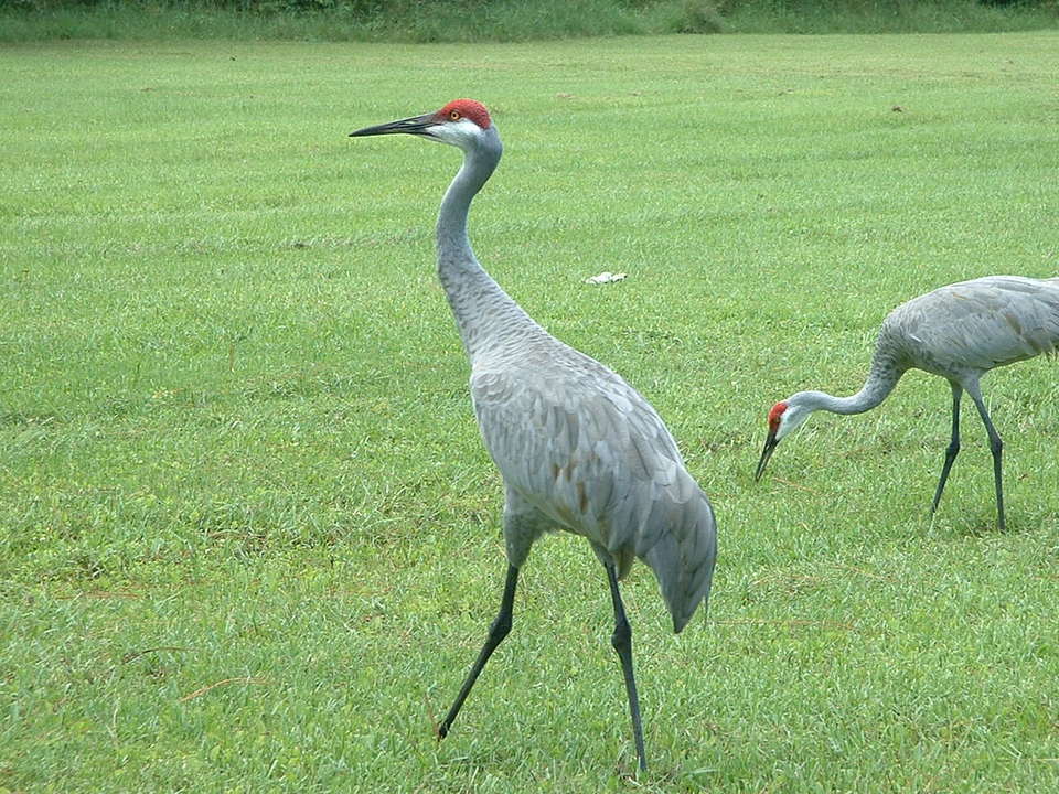 Holiday, FL : Cypress Lake Park Mascots