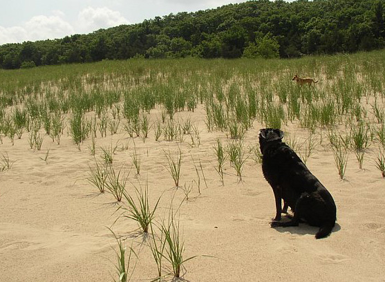 Ogden Dunes, IN : Relaxing in the sand