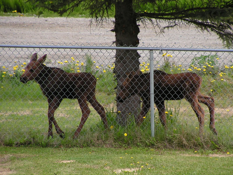 Nikiski, AK : Neighbors stop by for a visit in Nikiski Alaska.