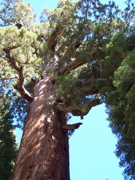 Yosemite, CA: Grizzly Redwood Tree