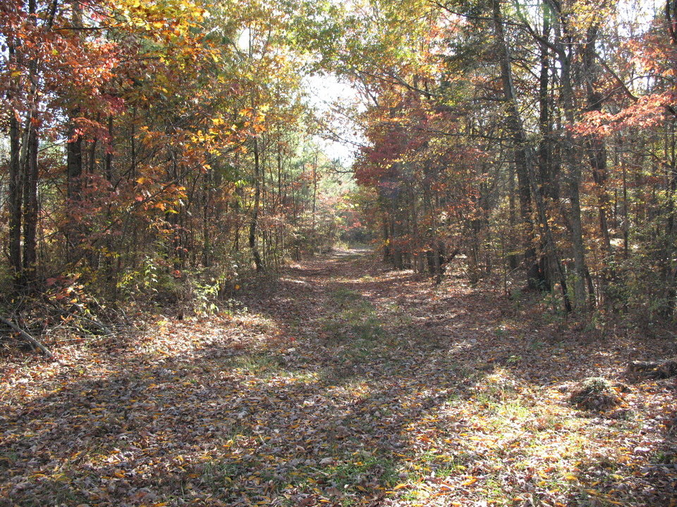 Elkmont, AL The Fall photo, picture, image (Alabama) at