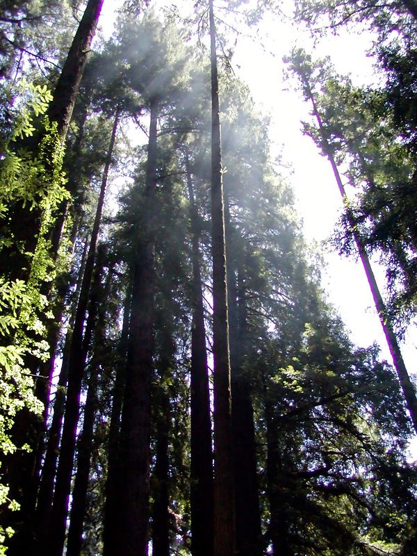 Felton, CA : The Big Trees