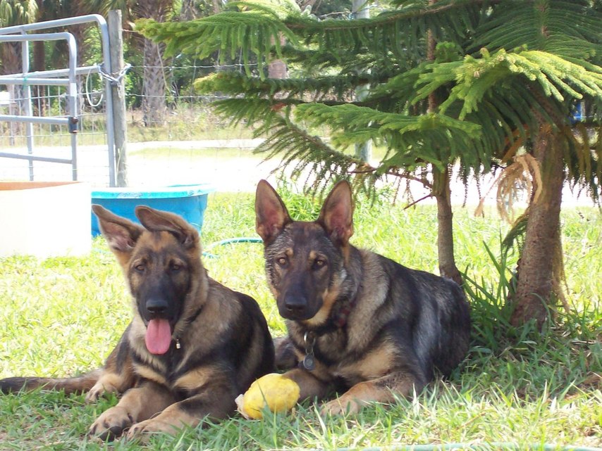 North Fort Myers, FL: Ghia and Max are enjoying Oranges picked in our North Fort Myers Back Yard