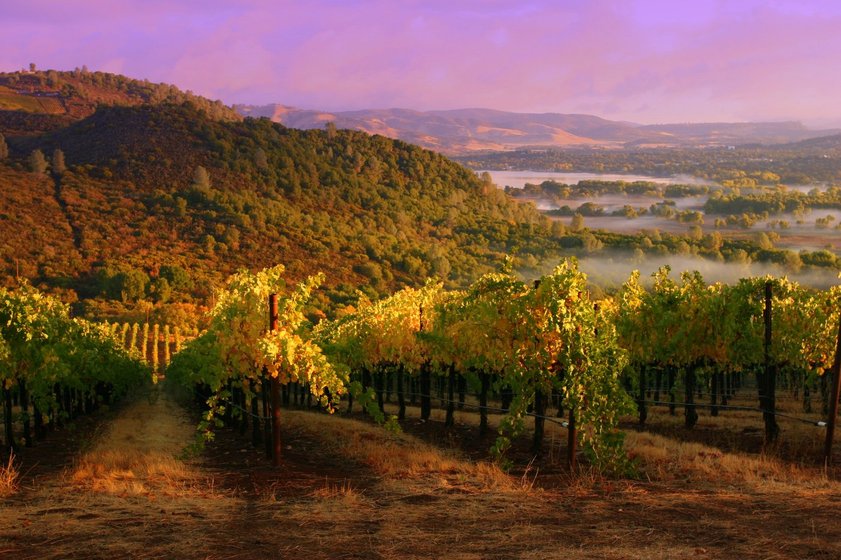 Clearlake, CA : Harvest time