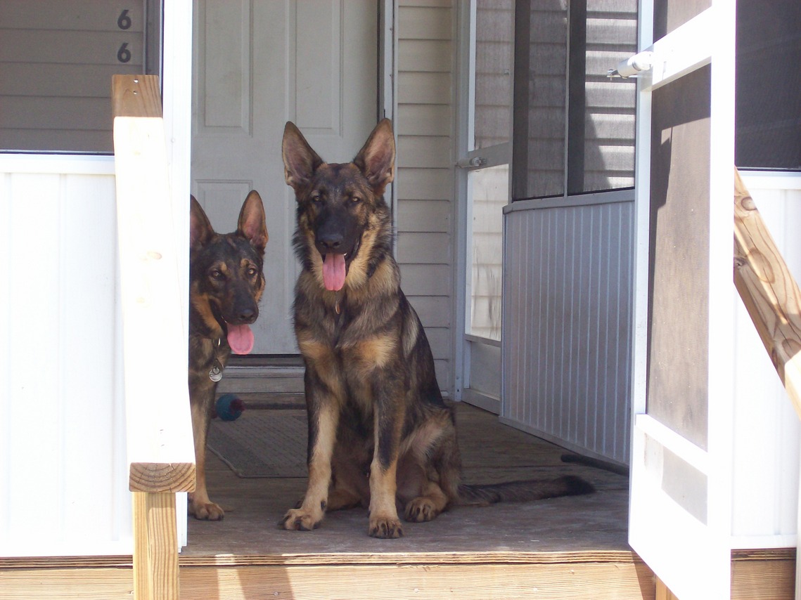 North Fort Myers, FL: German Shepherds on the Porch of a North Fort Myers Home