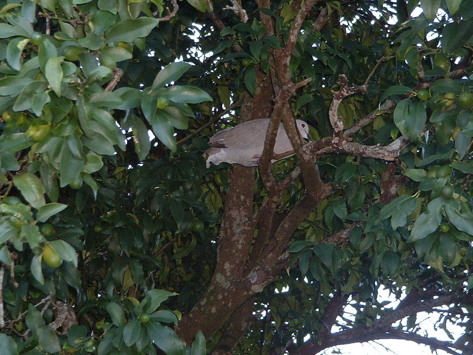 Holiday, FL : Cypress Lake Park Ringneck Dove