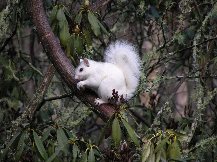Brevard, NC: One of Brevard's Rare and Beautiful White Squirrels