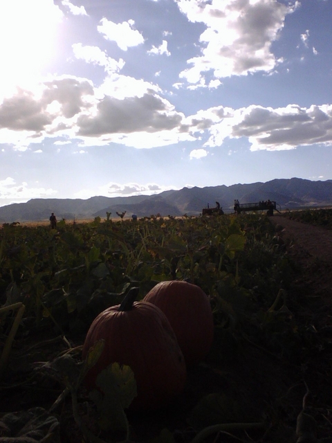 Willcox, AZ: sunlight gives rays to pumpkins at Pumpkin Patch in Willcox