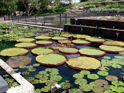 San Angelo, TX: Lilly Pond
