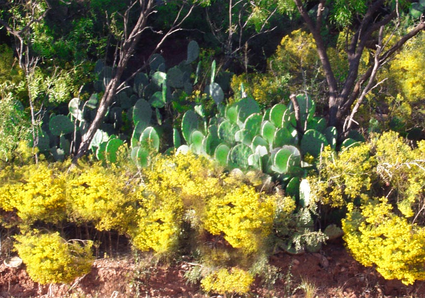 San Angelo, TX: Cactus at San Angelo Park