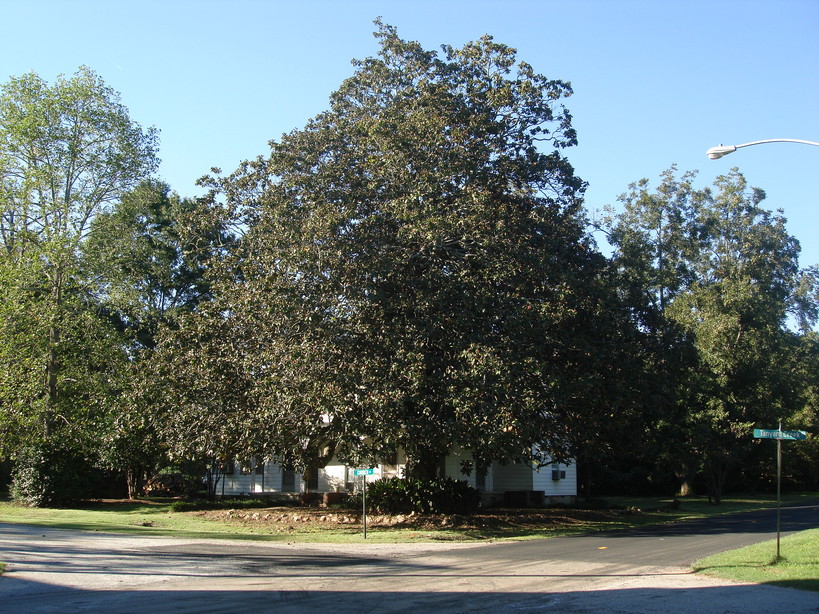 magnolia tree. Magnolia Tree in Georgia
