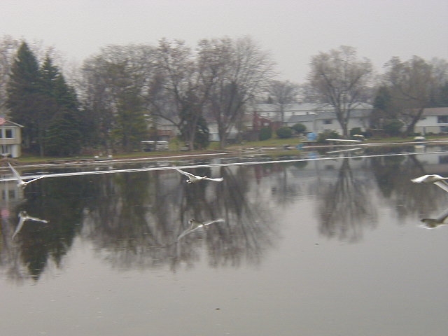 Wolverine Lake, MI: Swan Family on Frozen Wolverine Lake - Taking Flight #5