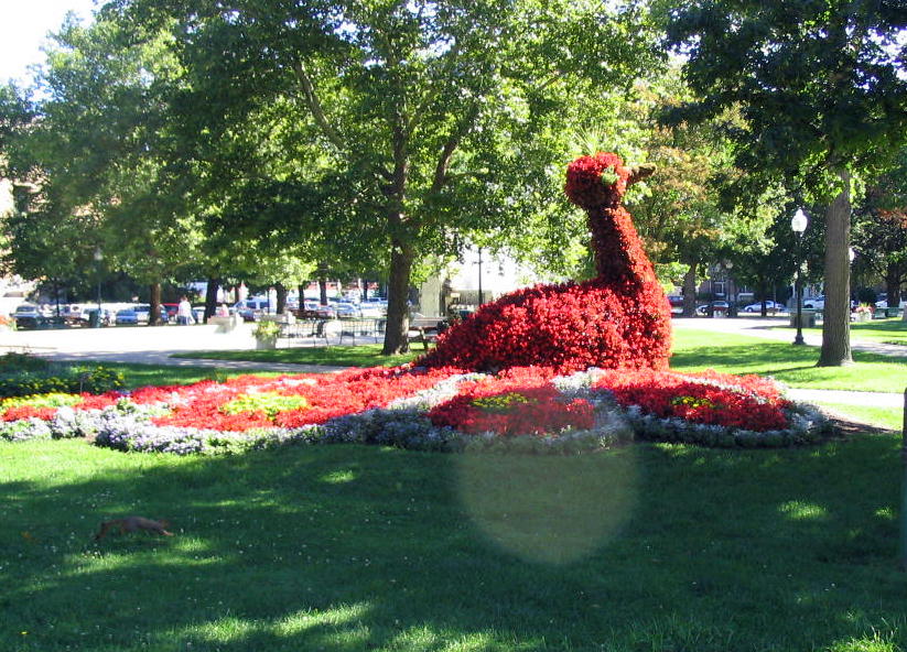 Kalamazoo, MI: Flower Peacock in Bronson Park
