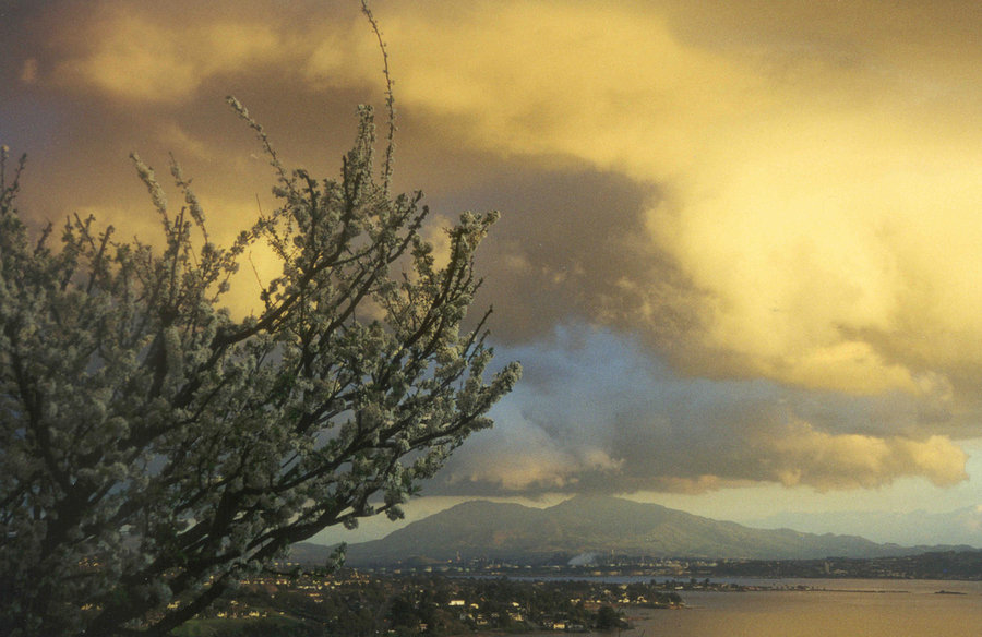 Vallejo, CA: Photo taken from our deck in the spring of 2002, plum tree blooming & looking Mt. Diablo
