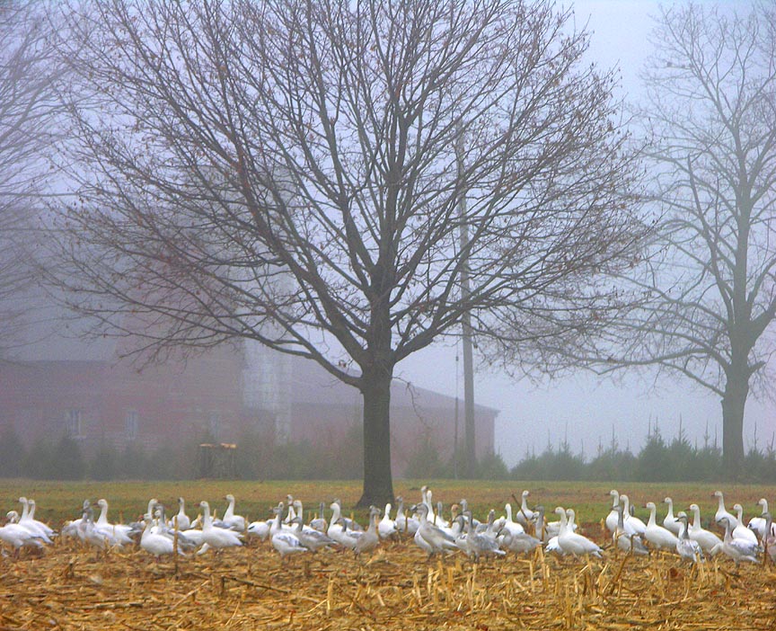 Pemberton, NJ : An early foggy morning I spotted these geese on a fram in Pemberton.