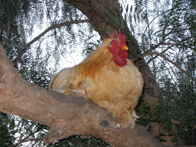 Wildomar, CA: Gus the chicken in a tree