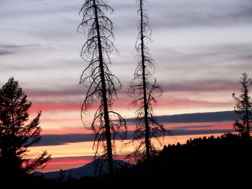 Deer Lodge, MT : This is a Picture of the Westren Pine Beetle Kill 7 miles east of Deer Lodge