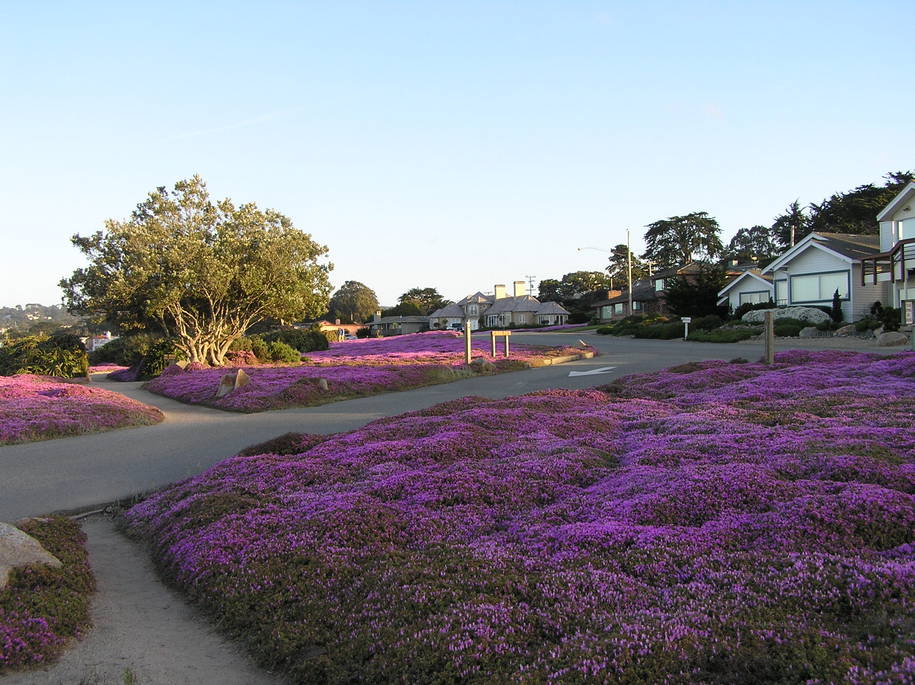 Garden Grove, CA : Colors of Pacific Grove_2