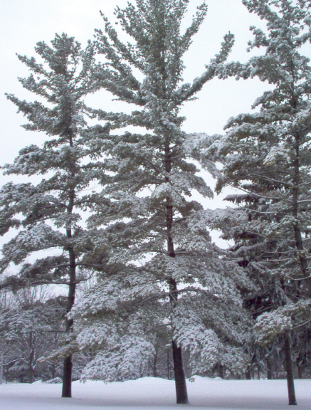 Mount Pleasant, MI: Snow covered pine trees on the campus of Central Michigan University.