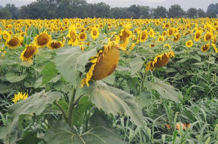 Mifflinburg, PA: Sunflowers in Mifflinburg PA 17844