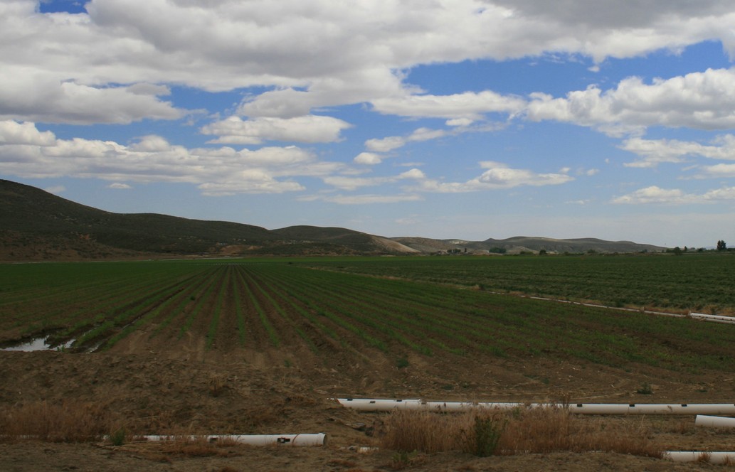 West Vale, OR : Green Rows...