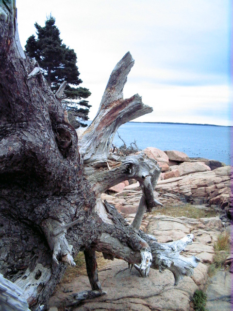 Bar Harbor, ME : Otter Point, Acadia National Park