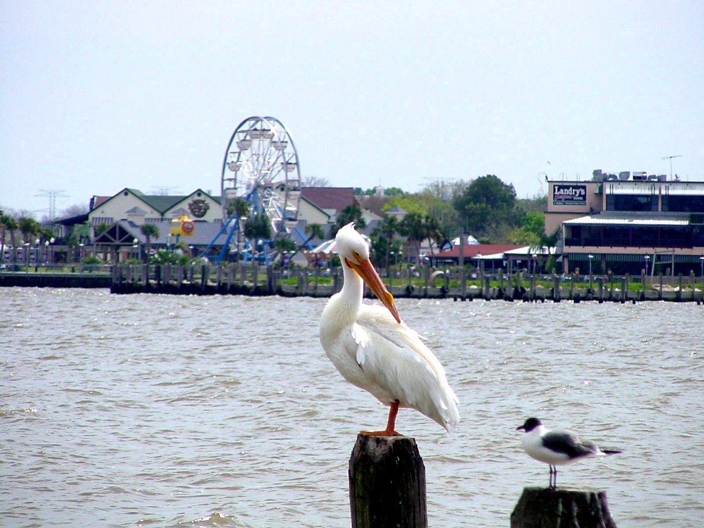 Kemah, TX: White Pelican looking at Seagull with Kemah Boardwalk in background