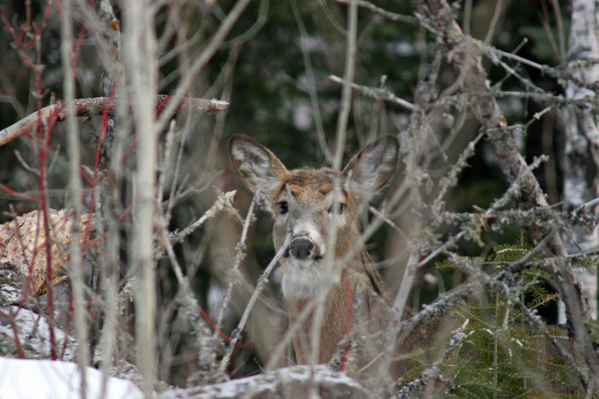 Ely, MN : Deer in woods Ely, Mn Feb 2006