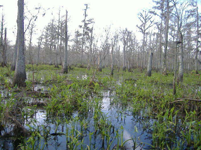 North Hodge, LA : behind mill where swamp is
