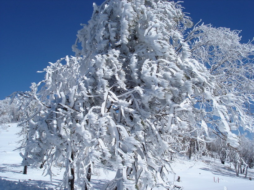 Running Springs, CA : Frost