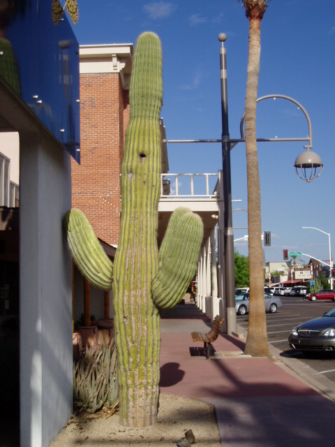 Scottsdale, AZ: cactus in downtown scottsdale