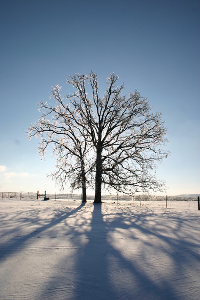 Marshfield, MO: Winter Beauty