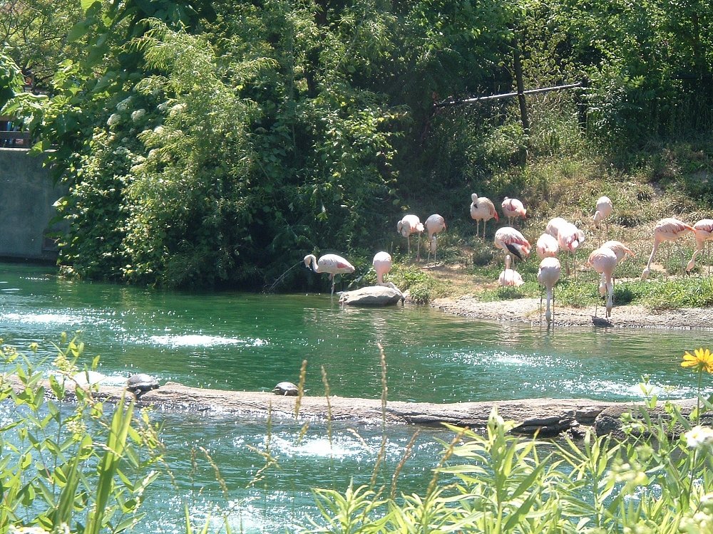 Indianapolis, IN: Flamingos dance for the turtles at the Indianapolis Zoo!