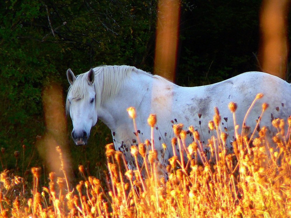 Apex, NC: white horse