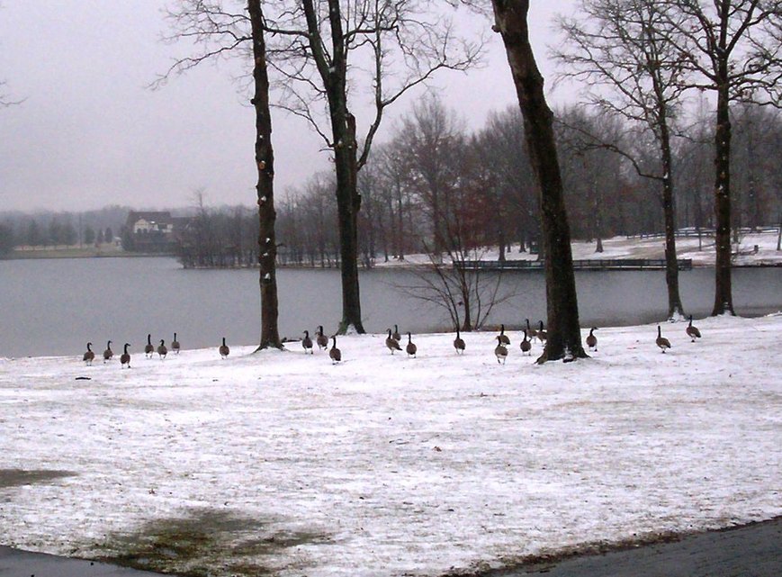 Crossville, TN Geese visit beautiful Lake Tansi in February photo