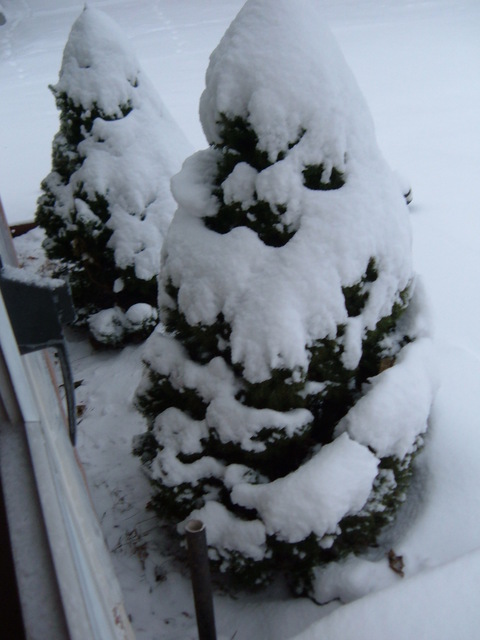 Willow Springs, IL: Two snow covered bushes in front of my home.