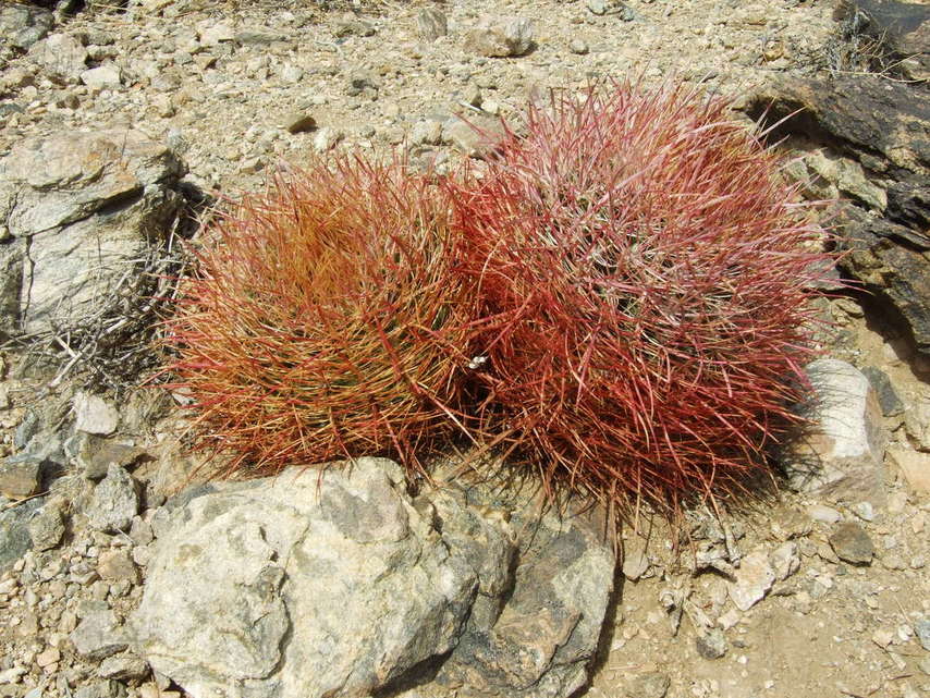 Twentynine Palms, CA : Desert Plants