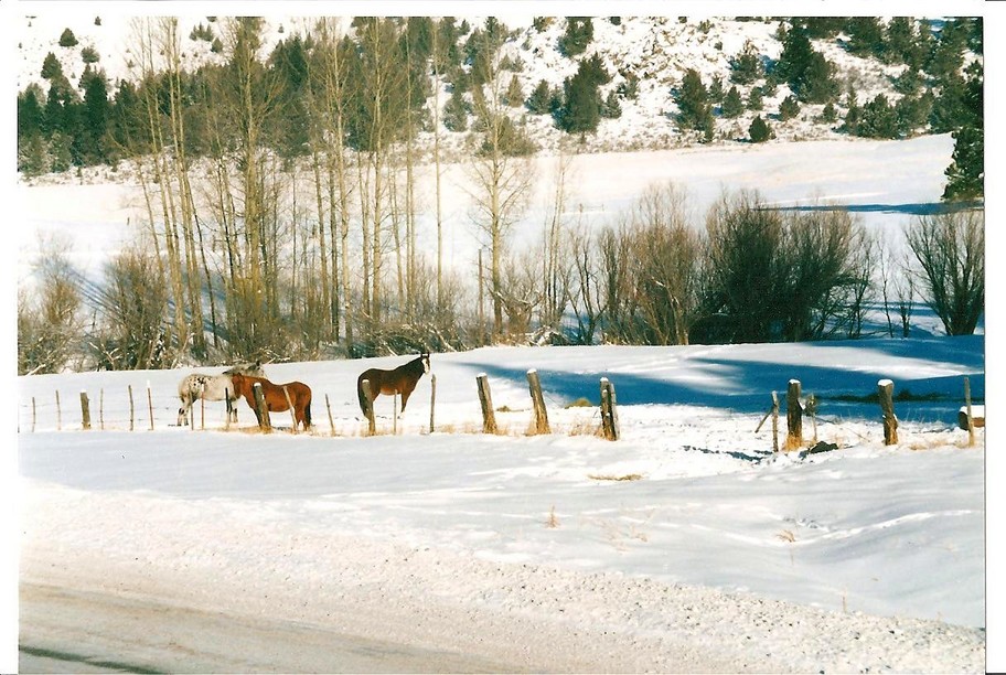 Surprise Valley, CA : Ponies....