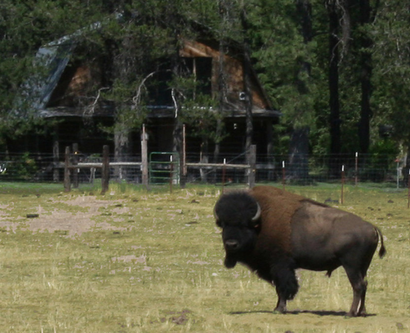 Athol, ID : A Home where the Buffalow roam