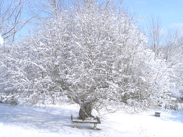 Thompson, CT : Local Apple Tree With Its Winter Fur Coat.