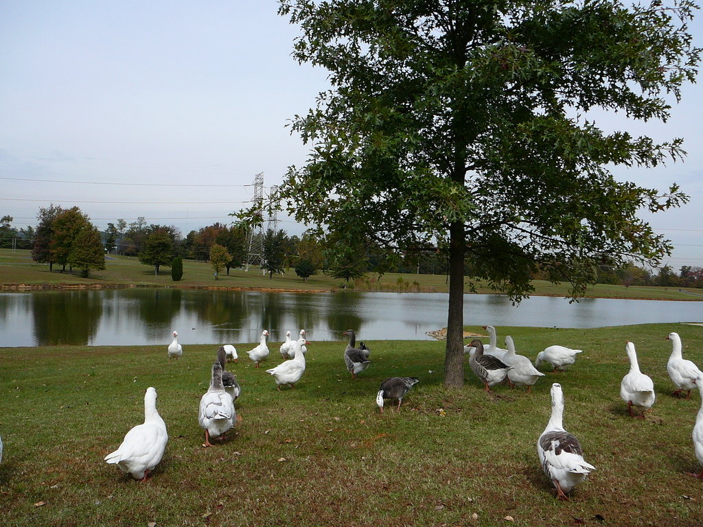 New Albany, IN: geese at community park New albany
