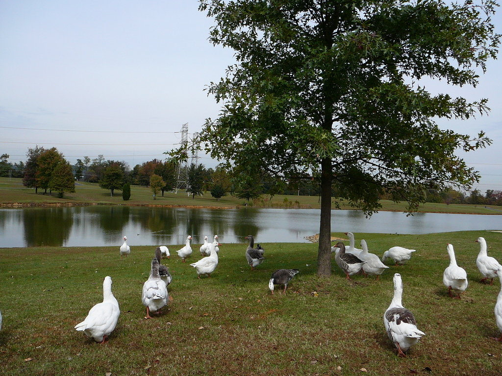 New Albany, IN : geese at  community park New albany