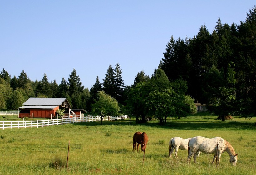 Upper Siuslaw, OR : Grazing....