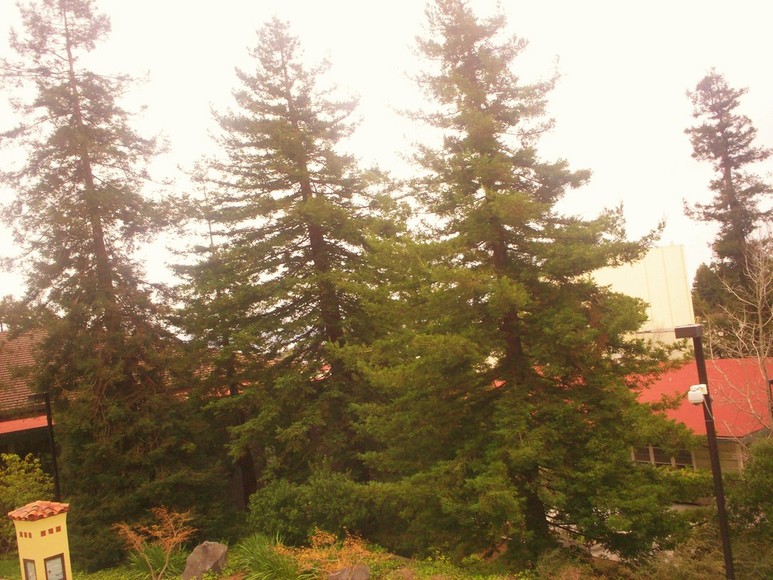 Arcata, CA : This is taken on the campus of Humboldt State University in Arcata. This is a beautiful campus with lots of beautiful plants to be seen.