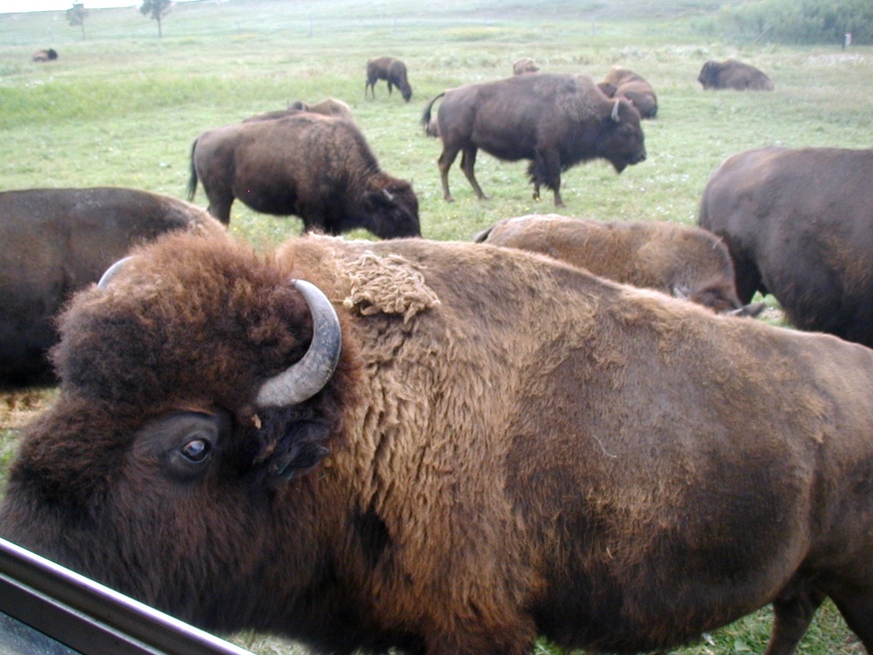 Cheyenne, WY: Up Close and Personal with the Bison on Terry Bison Ranch