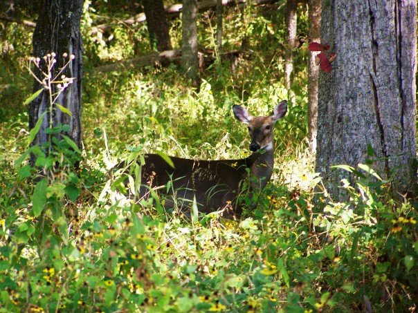 Townsend, TN : Beautiful deer posing for the camera on Loop Road in Cades Cove
