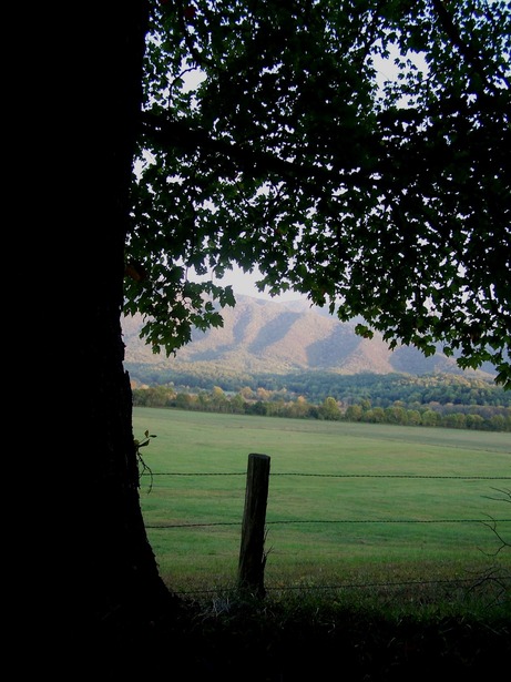 Townsend, TN : Late evening in Cades Cove on Loop Road
