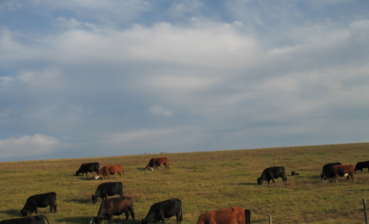 Port Allen, LA : Cows on the levee