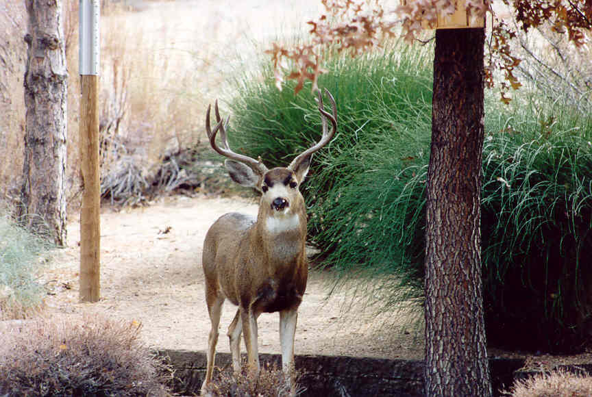 Carson City, NV: A picture of a very nice buck taken in our front yard in the foothills above Carson City, Nevada